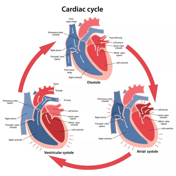 File:Cardiac cycle.png