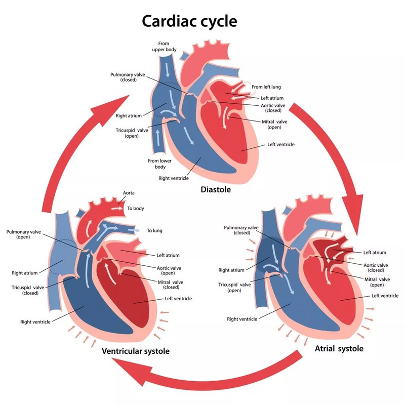 Cardiac cycle.png