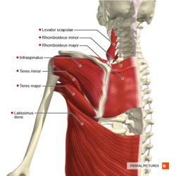 Muscles of the scapular region posterior aspect Primal.png