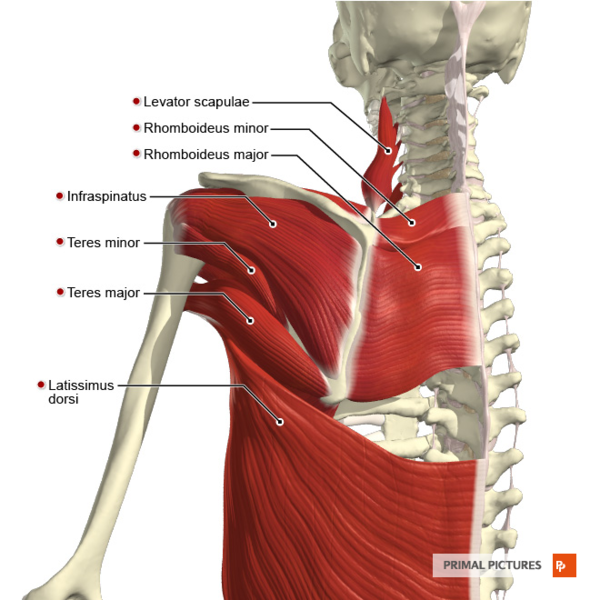 File:Muscles of the scapular region posterior aspect Primal.png