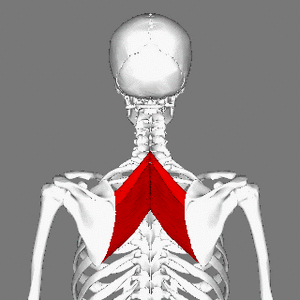 Rhomboid muscles animation small.gif