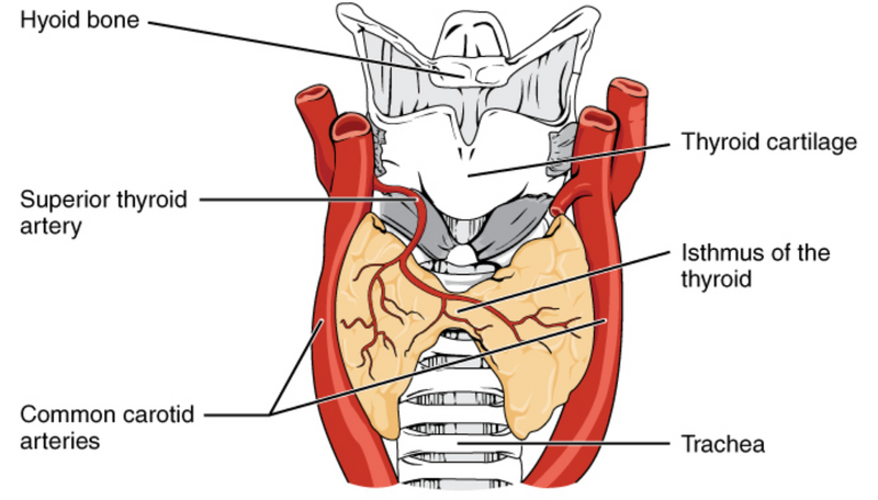 File:Thyroid gland- anterior view.png