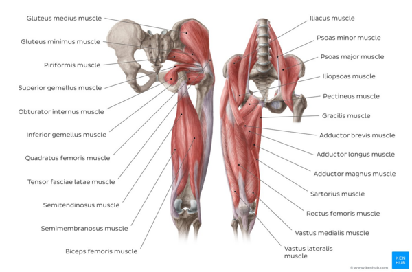 Overview of the muscles of the hip and thigh - anterior and posterior views