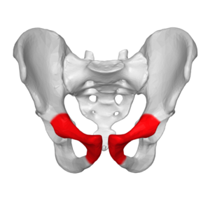 Pubic anterior view.png
