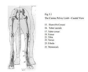 The canine pelvic limb - caudal view.jpeg
