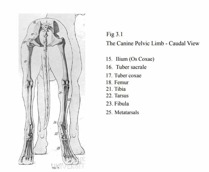 File:The canine pelvic limb - caudal view.jpeg