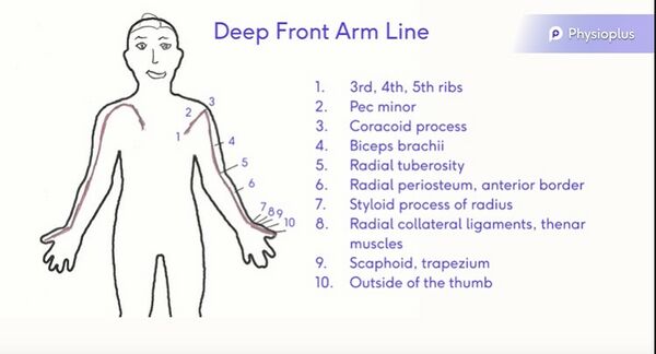 Deep front arm line drawn by Rina Pandya, edited by physioplus team