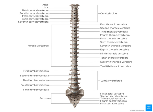 Overview of the vertebral column (anterior view)