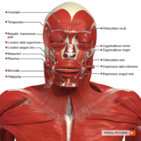 Superficial muscles of the head and neck anterior aspect Primal.png