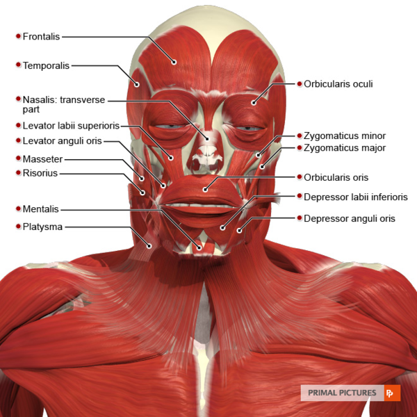 File:Superficial muscles of the head and neck anterior aspect Primal.png