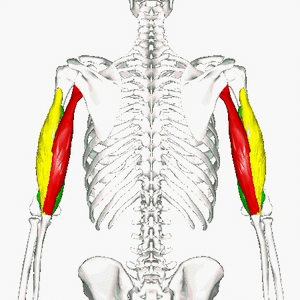 Triceps brachii muscle - animation02.gif