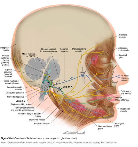 File:Cranial Nerve V11.jpg