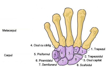 Hand bones Ro 2.jpeg