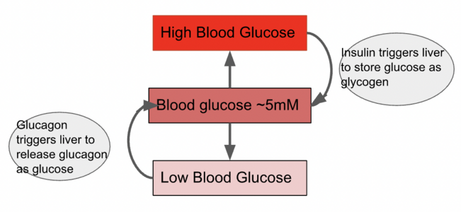 Blood Glucose.png