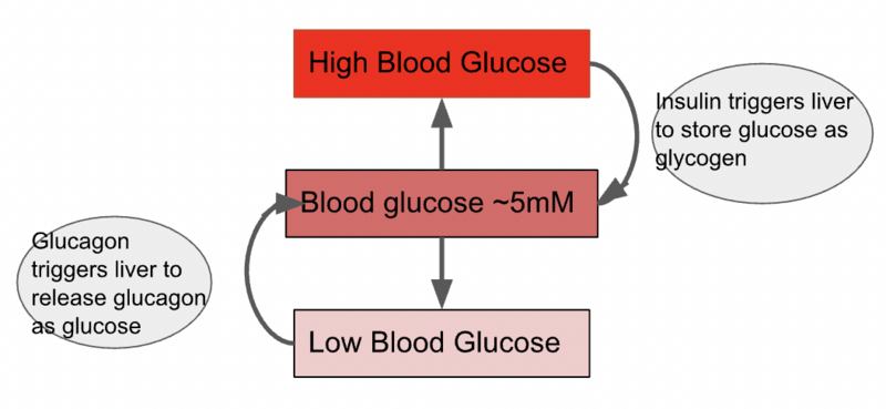 File:Blood Glucose.png
