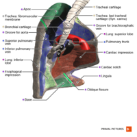 Left lung medial surface Primal.png