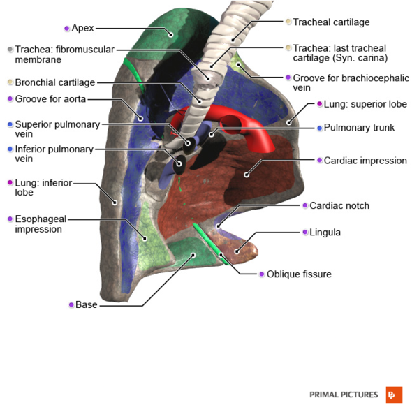 File:Left lung medial surface Primal.png