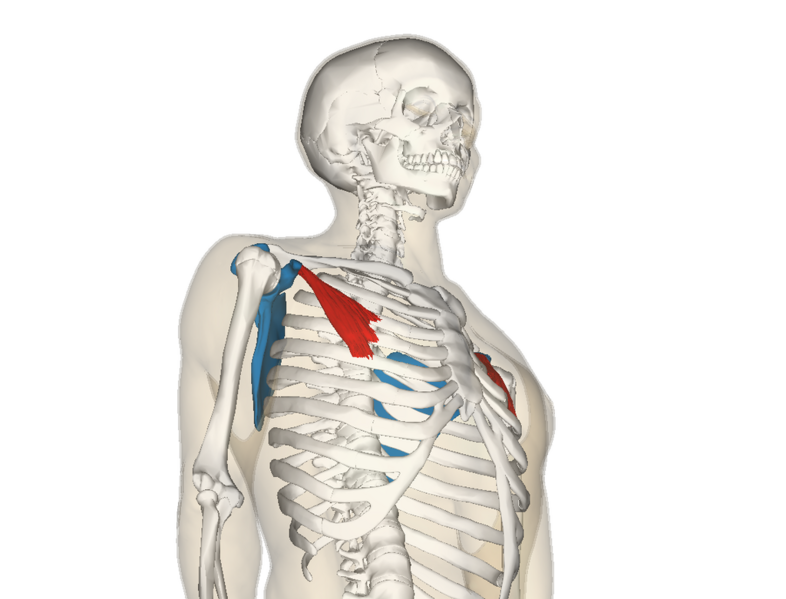 File:Pectoralis minor muscle and shoulder blade.png