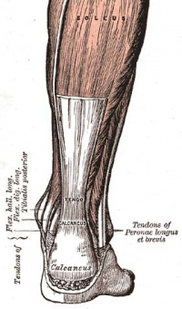 Achilles tendon.jpg