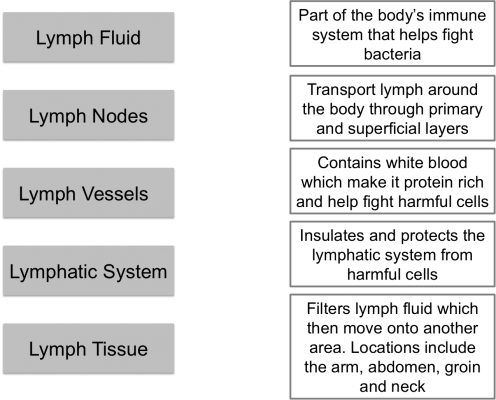 Activity1 lymphatic system.png