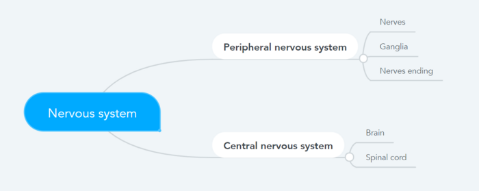 Anatomical division of the nervous system