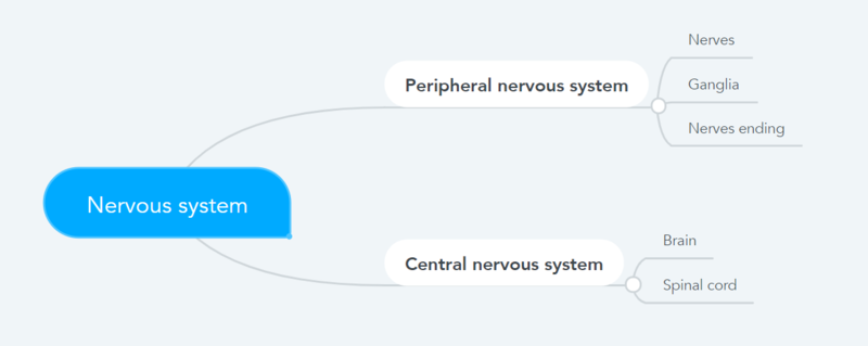 File:Anatomical division of the nervous system.png