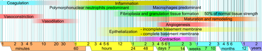 Wound healing phases.png