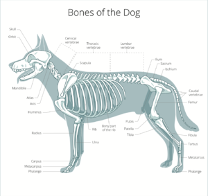 Anatomy of the Canine Spine - Physiopedia