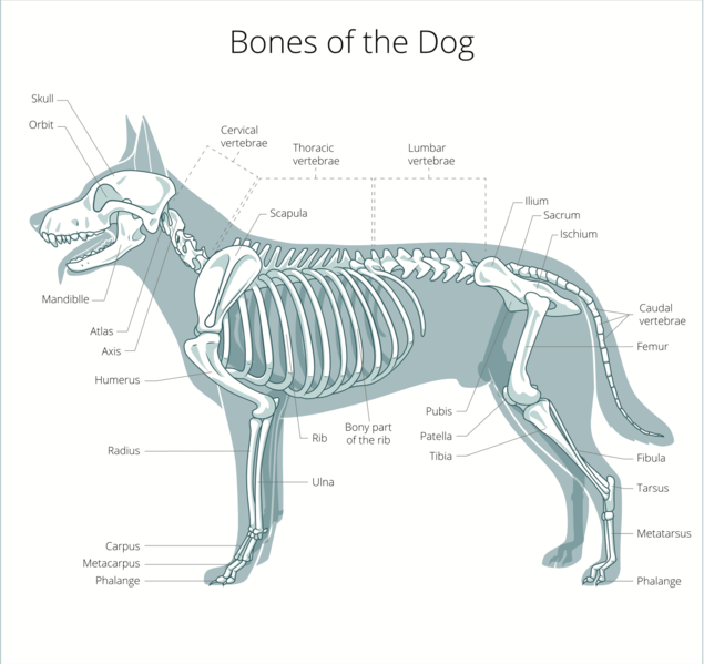 File:Canine skeleton.png