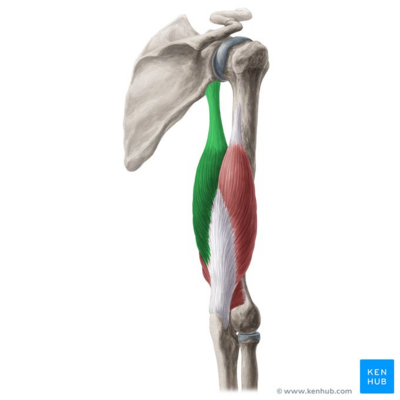 Long head of triceps brachii muscle (highlighted in green) - posterior view