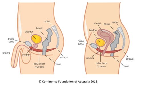 https://www.physio-pedia.com/images/thumb/7/77/Pelvic_Floor_Muscles_Male_and_Female.jpg/497px-Pelvic_Floor_Muscles_Male_and_Female.jpg