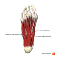Plantar muscles of the foot first layer Primal.png