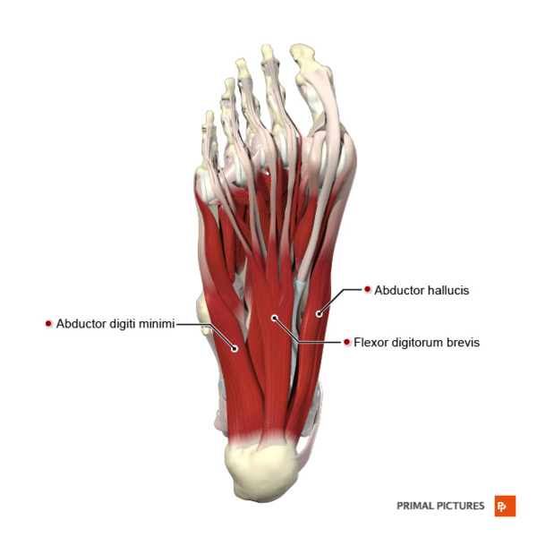 File:Plantar muscles of the foot first layer Primal.png