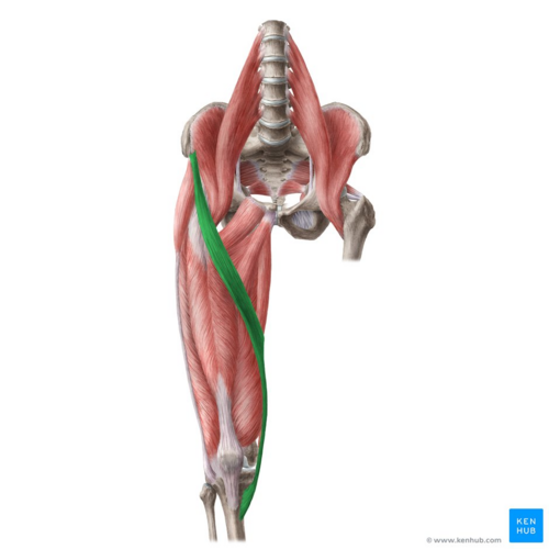 Sartorius muscle (highlighted in green) - anterior view