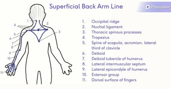 Superficial Back Arm Line (1).jpg
