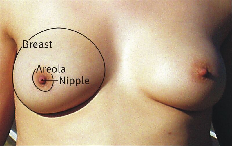 File:Breast.jpg
