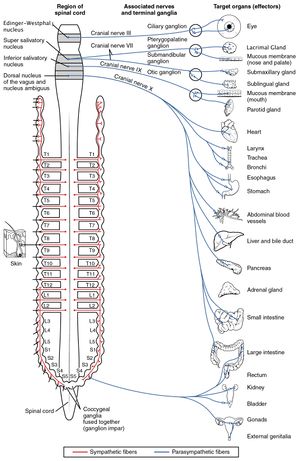 Parasympathetic Nervous System.jpg