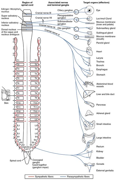Parasympathetic Nervous System.jpg