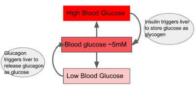 Blood glucose.png