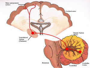 Cerebello-dentato-thalamo-cortical-pathway.png