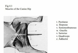 Muscle of canine hip.jpeg