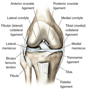 Structures of the knee.png