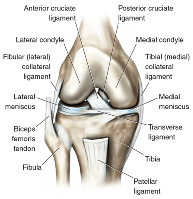 The most important structures of the knee