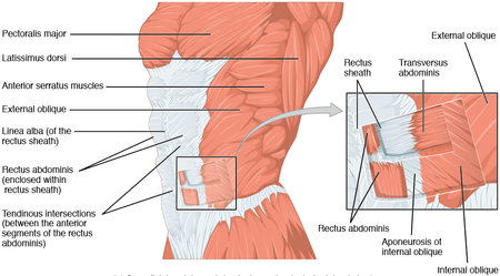 1112 Muscles of the Abdomen Anterolateral.png