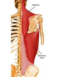 Physiotherapy in Lethbridge for Thoracic Spine Anatomy