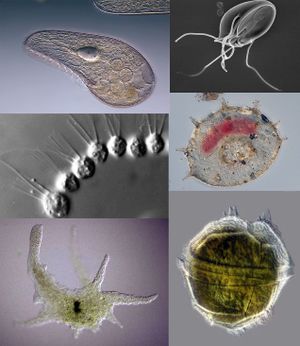 Parasitic Infections - Physiopedia