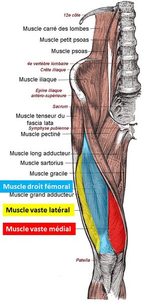 Quadriceps Muscle - Physiopedia