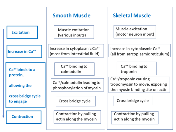 Smooth muscle and skeletal muscle contraction.png