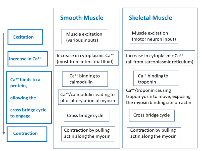 File:Smooth muscle and skeletal muscle contraction.png
