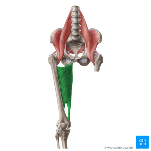 Adductor magnus muscle (highlighted in green) - anterior view